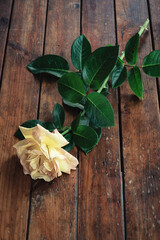 Obraz na płótnie Canvas Hybrid Tea Rose, cut lone garden flower lying on wood