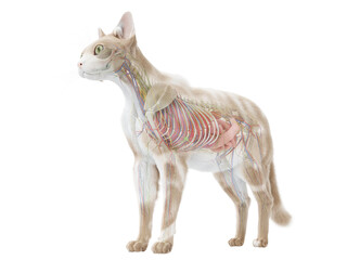 Obraz na płótnie Canvas 3d rendered illustration of the cat anatomy -