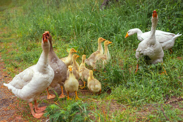 Couple of geese with small yellow goslings on a walk
