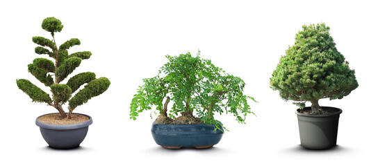 Set with different beautiful bonsai trees on white background. Banner design