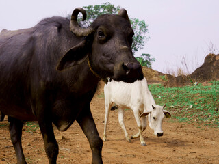 Black buffalo coming at sky background