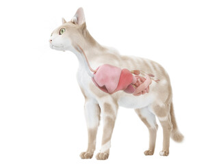 3d rendered illustration of the cat anatomy - the organs - obrazy, fototapety, plakaty