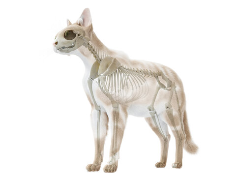 3d rendered illustration of the cat anatomy - the skeletal system