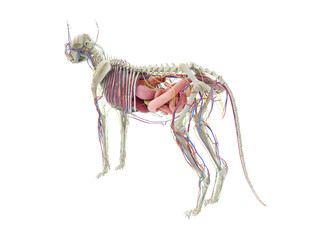3d rendered illustration of the cat anatomy