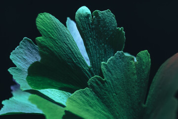 Beautiful abstract leaf with color light. Close up of green  leaf Ginkgo on a Ginkgo Biloba little...
