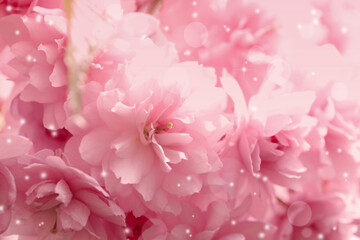 Beautiful pink sakura blossom as background, closeup