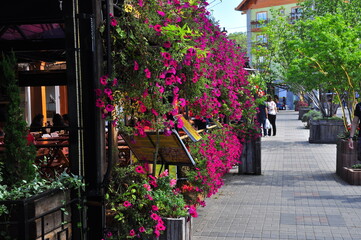 flowers in the street