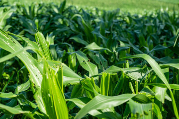 Obraz premium Floating grooves eating corn leaves from Fall armyworm.