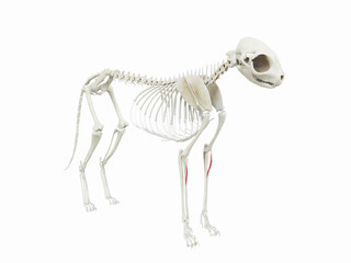 3d rendered illustration of the cats muscle anatomy - brachioradialis
