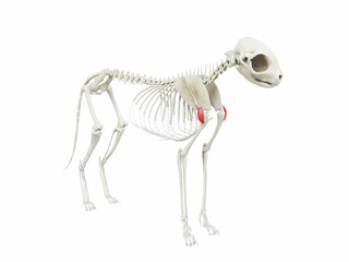 3d rendered illustration of the cats muscle anatomy - deltoideus