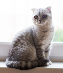 gray striped scottish fold kitten on windowsill