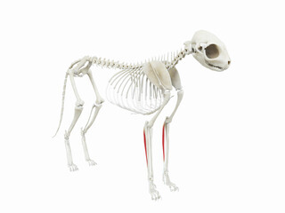 3d rendered illustration of the cats muscle anatomy - flexor digitorum profundus