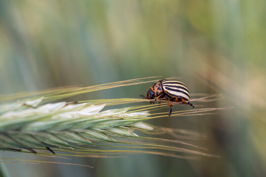stonka ziemniaczana na kłosie żyta