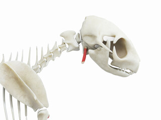 3d rendered illustration of the cats muscle anatomy - hyoid © Sebastian Kaulitzki