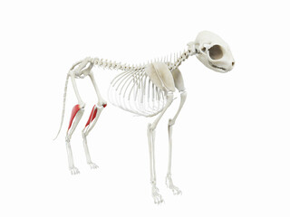3d rendered illustration of the cats muscle anatomy - lateral head