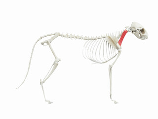 3d rendered illustration of the cats muscle anatomy - omotransversarius