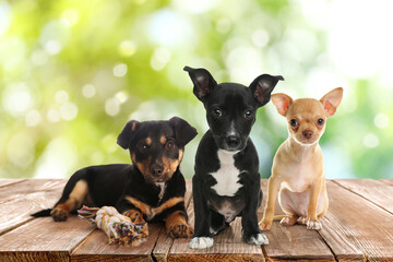 Cute puppies on wooden surface outdoors, bokeh effect. Adorable pets