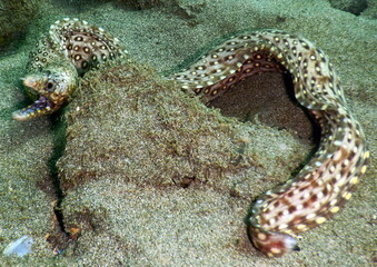 Costa Rica Pacific sea life