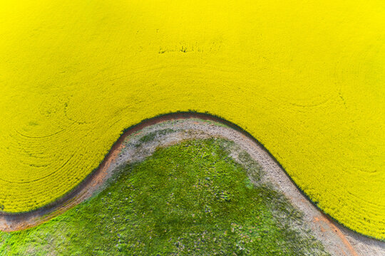 Aerial view of the curved edges of a vivid yellow paddock of canola