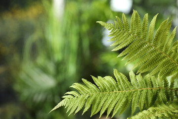 Beautiful fresh fern leaves on blurred background. Space for text