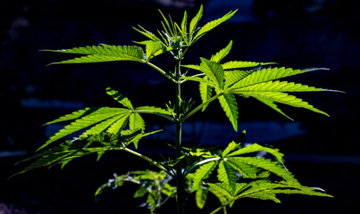 The cannabis plants on a dark blue background. Selective focus.