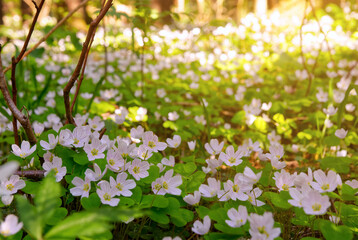 wood sorrels oxalis acetosella flowers blooming in the spring time in Finland forest  © VFX Photographer