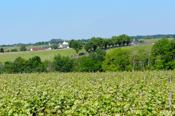 Fototapeta na wymiar Vineyards in the hills of Vouvray village