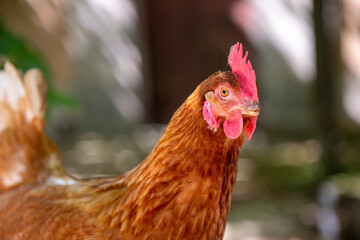Una salida al campo, un retrato a una gallina.