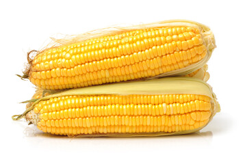 Corn on white background 