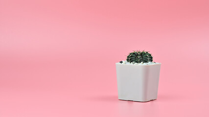 Cactus with stones in a white pot isolated on pink background with copy space, minimal style