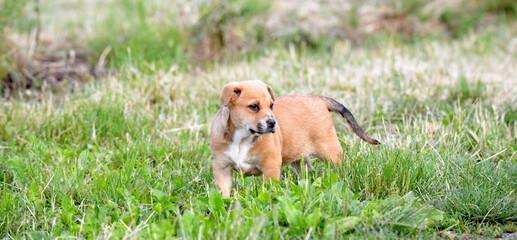 Cute brown mixed breed puppy of an amstaff mother