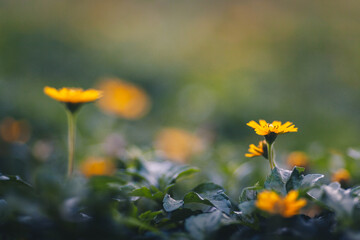 yellow flowers blur background with morning light