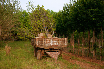 tractor trailer with trees for transportation in an agricultural company