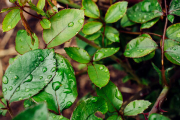 Beautiful large drops of fresh morning dew in the macro of juicy green grass. Rain in the spring in summer in nature.