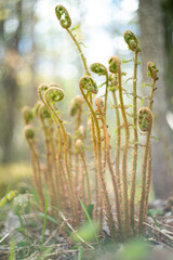 Fern in the forest