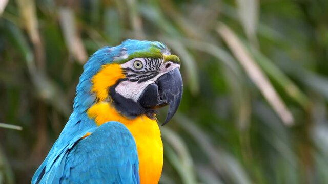 Blue and Yellow Macaw (Ara ararauna) Closeup in Iguazu Falls, Brasil - Argentina - 3 Scene Clip Pack Collection