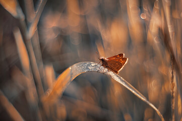 Motyl karłątek (Thymelicus lineola)  © Iwona