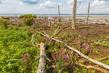 Lake that has dried out during a hot summer with Purple loosestrife flowers