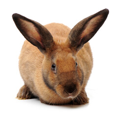 Fototapeta premium brown bunny rabbits isolated on white background 