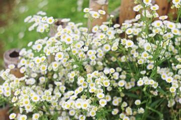 flowers in the garden