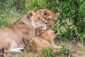 Naklejka na ściany i meble Lioness with cubs lying down