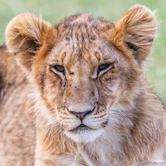 Close up of a tired lion cub