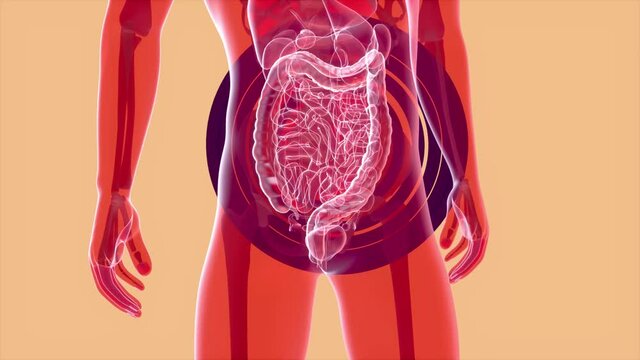 4K anatomy concept of the intestine