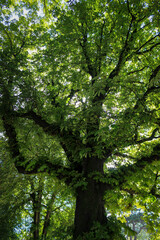 Fototapeta premium Bottom View of Tree in Parc des Buttes Chaumont, Paris, France. cool off in the forest. freshen up. sunlight thought the tree. concept of loneliness, contemplation, harmony with nature, meditation