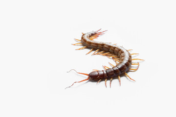 Centipede isolated on white background.