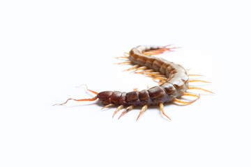 Centipede isolated on white background.