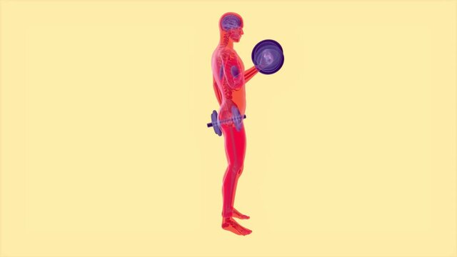 4K anatomy of a X-ray man doing Biceps Curls