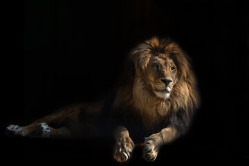 Portrait from animal lion on the black background with greatness, calmness, serenity . Hight quality portrait lion.