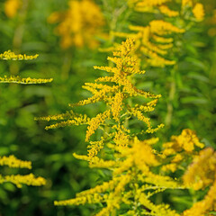 Blühende Goldrute, Solidago, Nahaufnahme