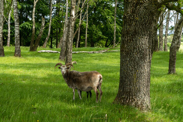 large sheep with curved horns and long woolly coat in thick and lush meadows and forest